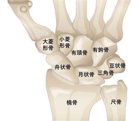 手 骨|【保存版】手根骨とは？覚え方を図・画像とともに解。